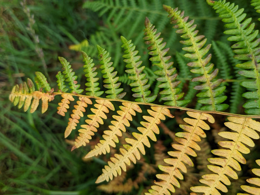 Ferns on the turn