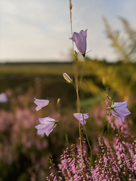 Harebells