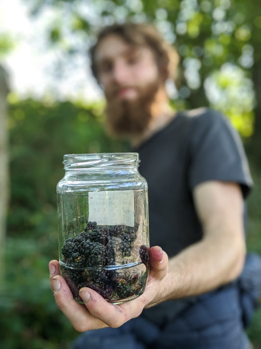 Blackleberries!