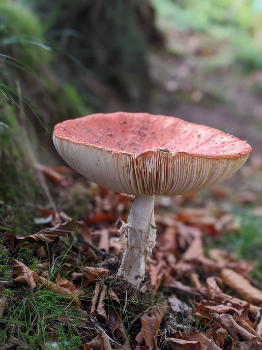 Mushroom memories