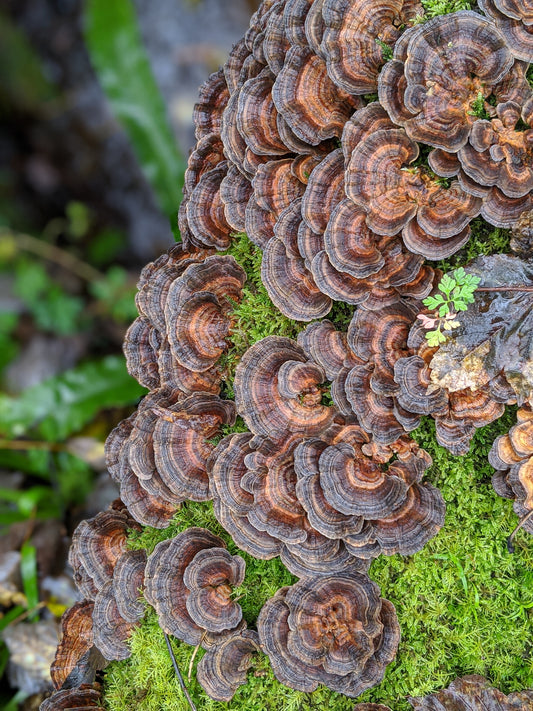Turkey Tail Texture