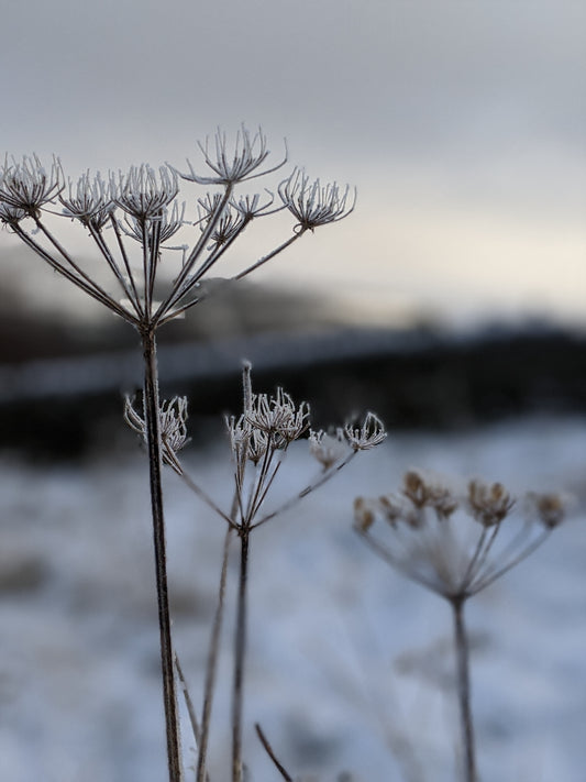 Winter wonders