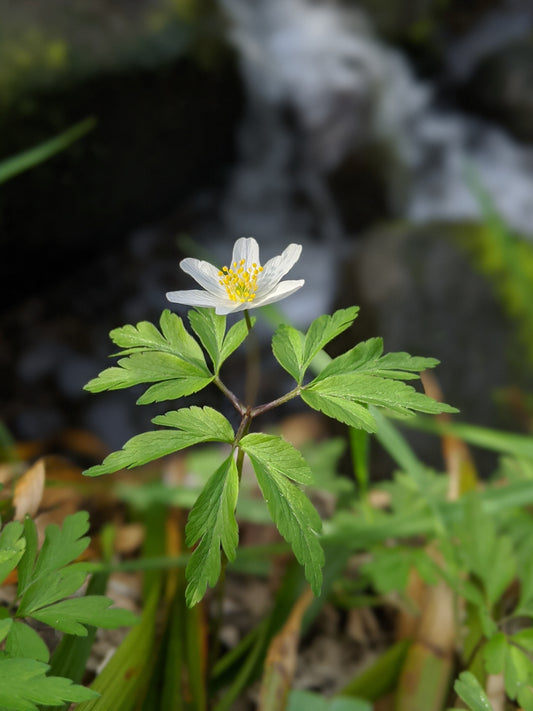 The Wood Anemones are out