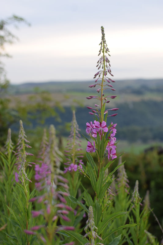 The making of a Rosebay Willowherb lamp