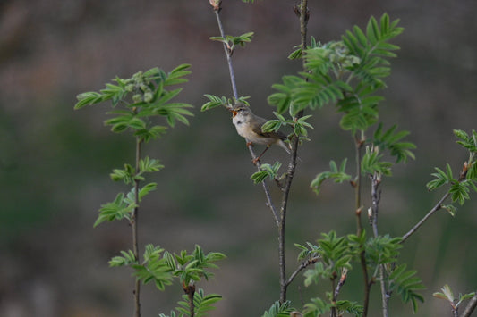 Up with the larks