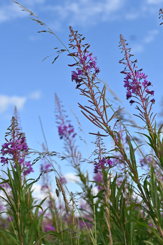 The Wild Edge at Popples Common