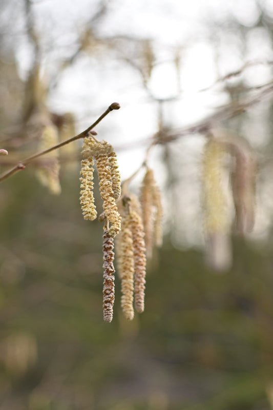 stirrings of spring