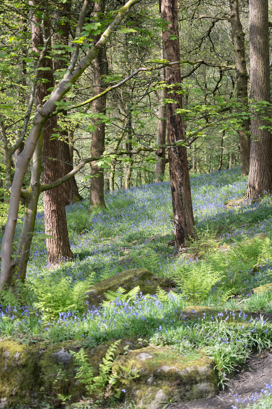 Diving into the bluebells