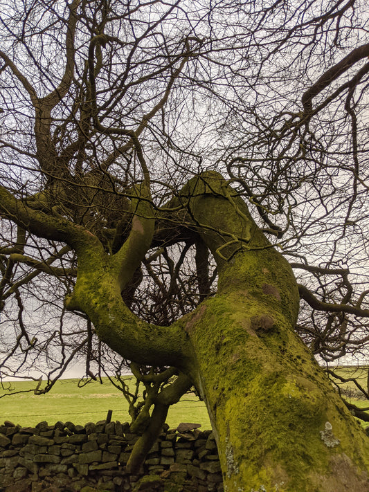 The Tree That Was Meant To Be