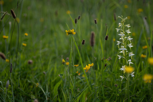 ancient grasslands in the township of Laugharne