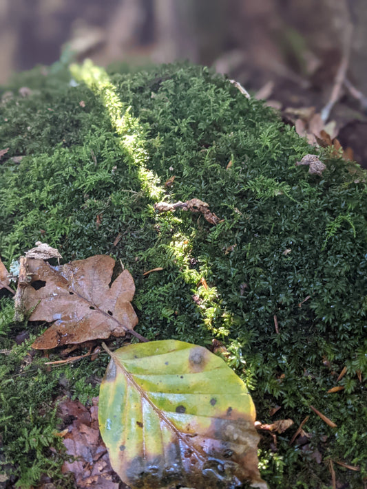 Patterns & textures on the forest floor