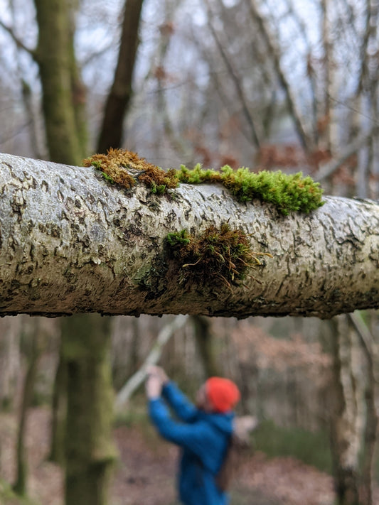 Moss Goggles