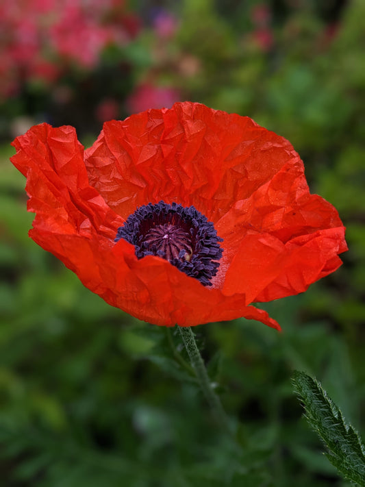 Poppies!