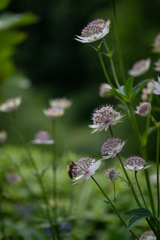 Hattie's Pincushions!