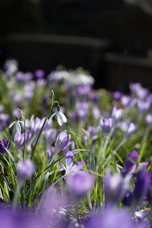 February Joy