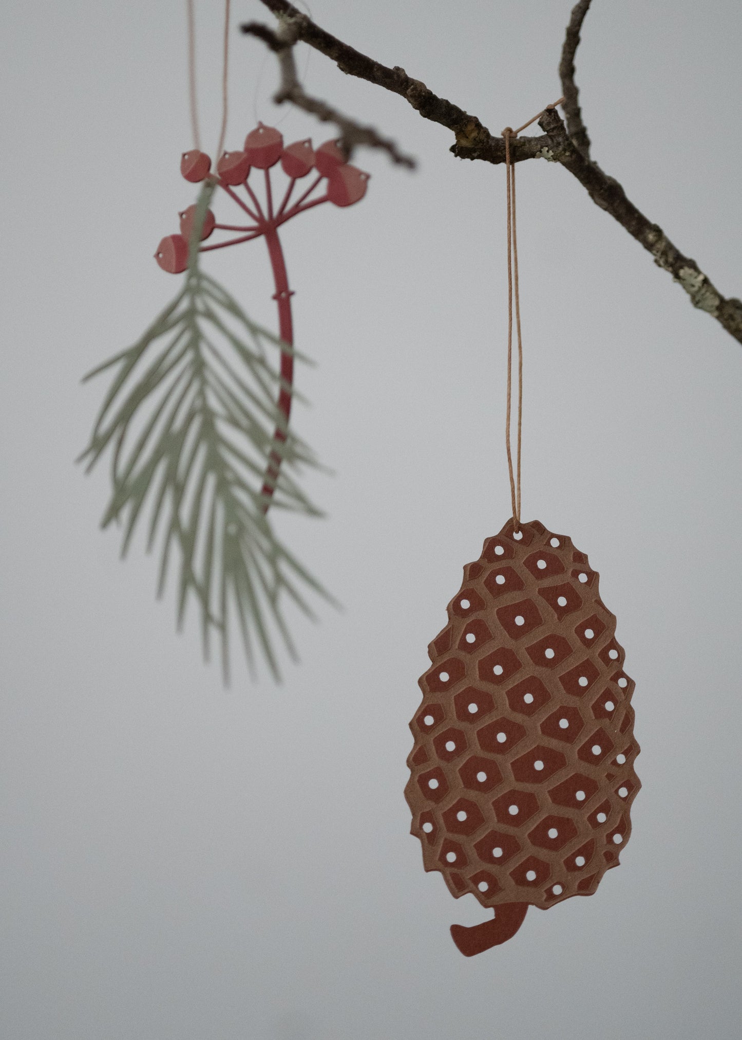 Fir cone