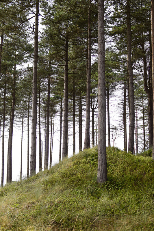 Forest, sea and misty mountains