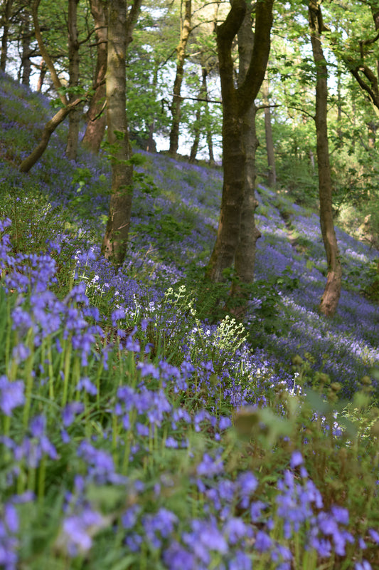 The blue of the bells