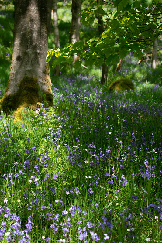 Bluebells and stitchworts in the blue green woods