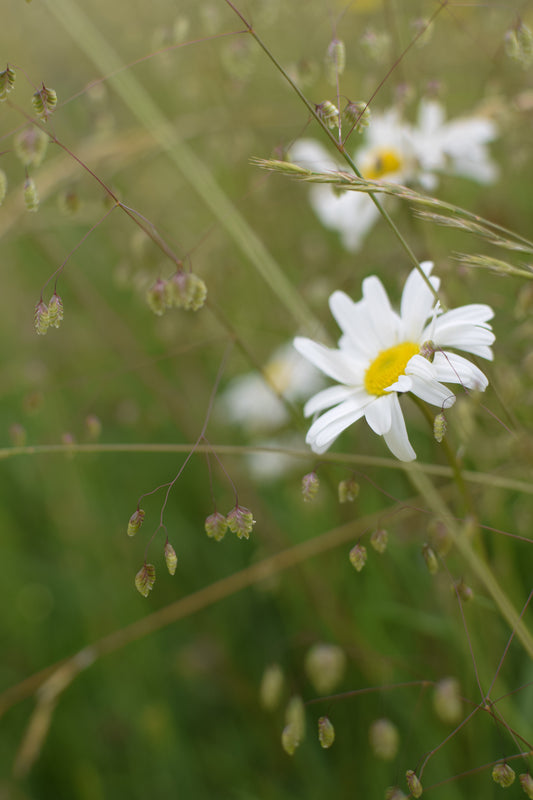 our midsummer meadow engagement