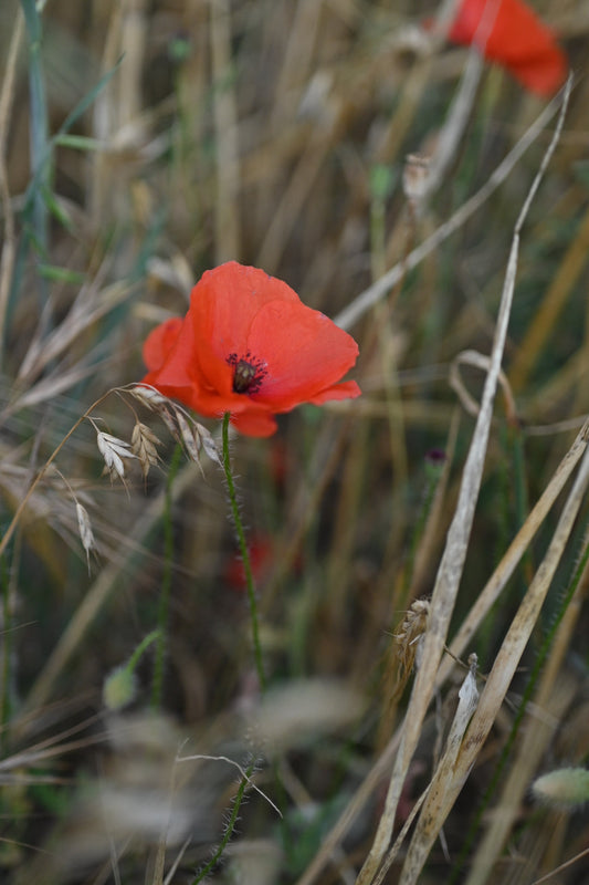 Peaceful poppies