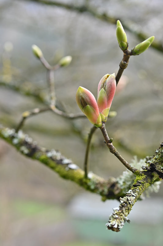 The trees are all unfurling