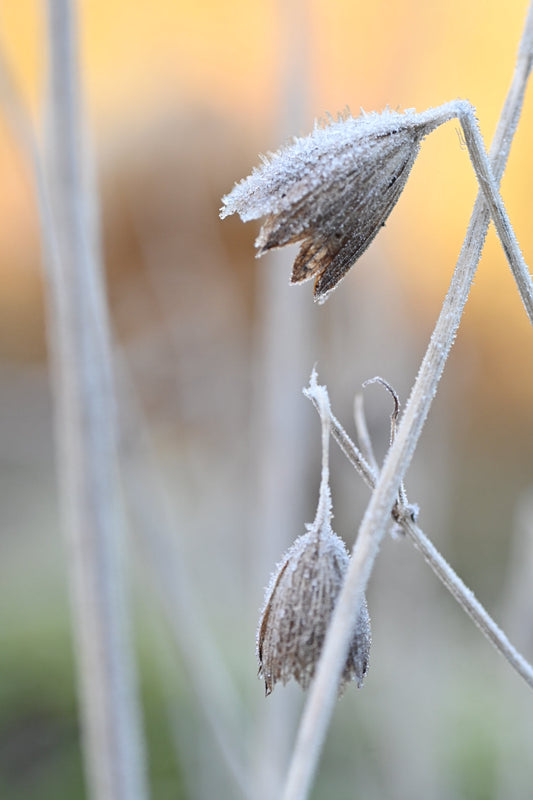 a different kind of beauty