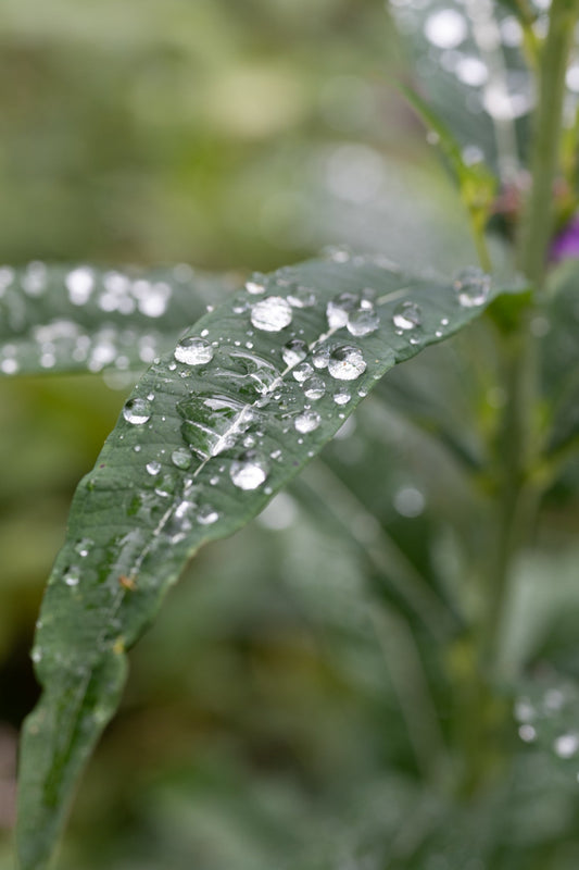 Raindrops on the rosebay