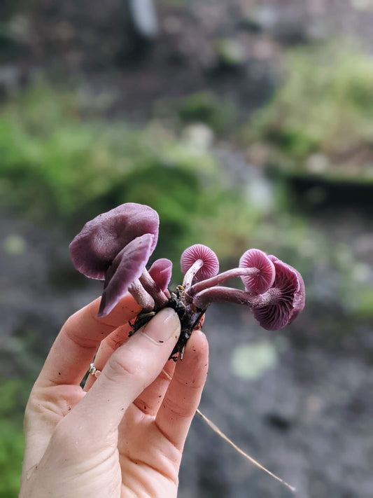 Foraging for awe and wonder