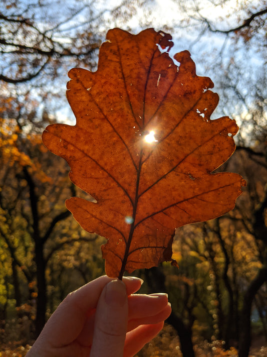 Catching the sun