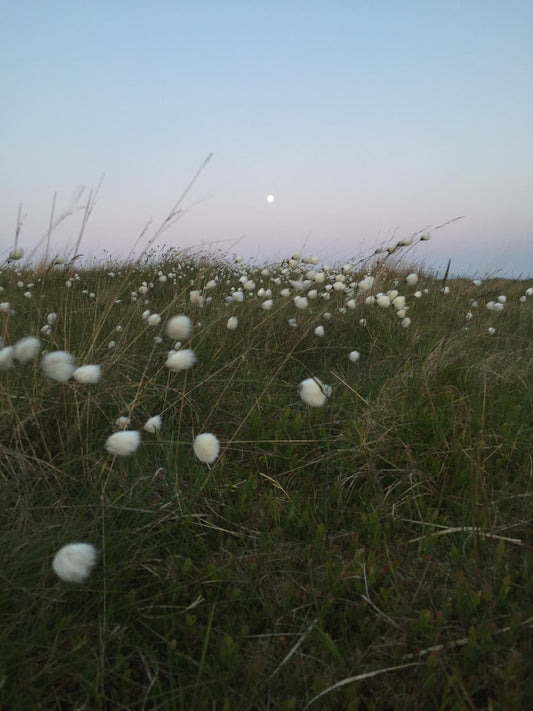 Rewilding - the moorland and me