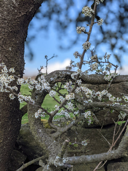 Blackthorn