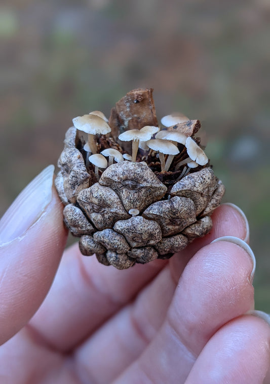 A world inside a pine cone