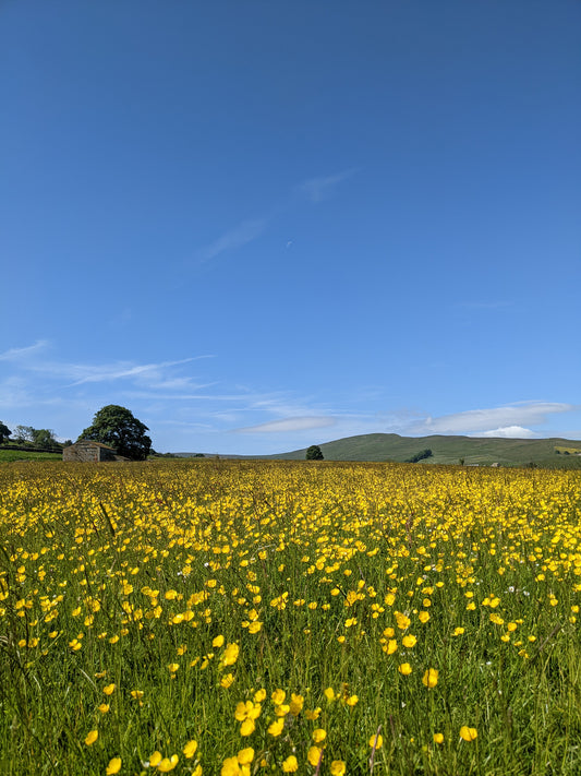 Solstice in a field of gold