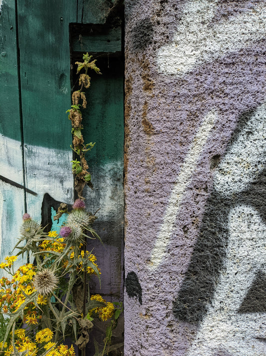 The rust and the ragwort