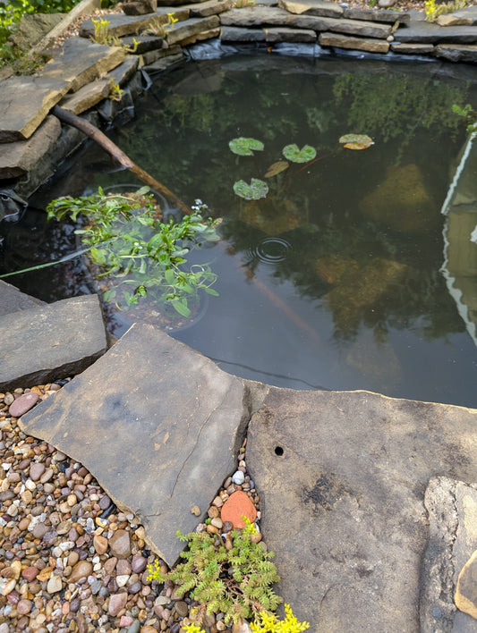 Build a pond and they will come!