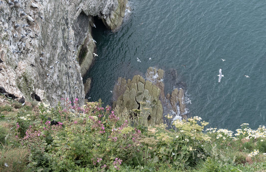Bempton Cliffs
