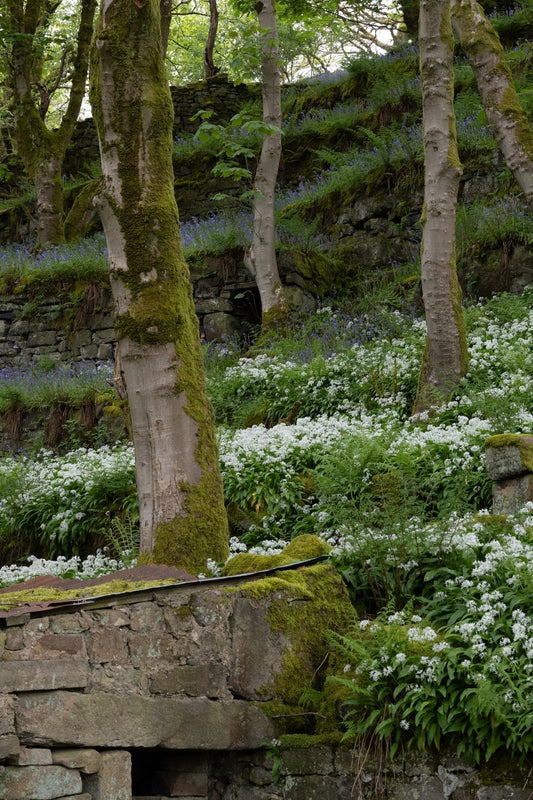 A magical encounter in the spring woods