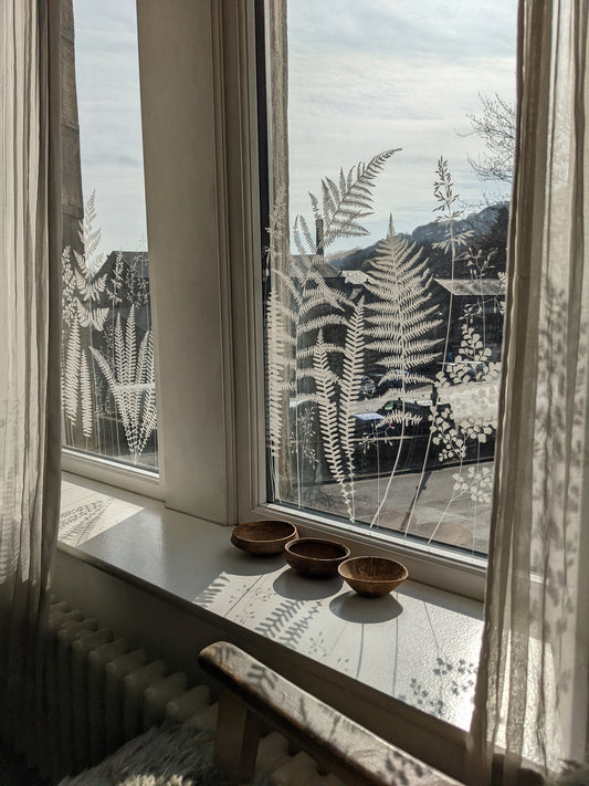 Ferns in the window