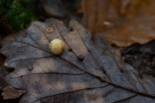 Rooting around on the forest floor