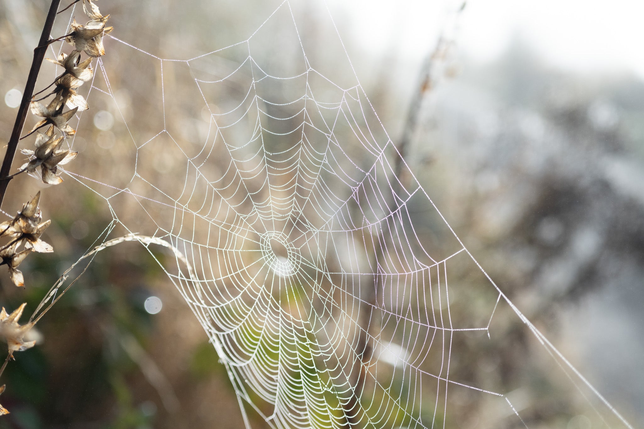 Large Spider Mist Magic in the mist – Hannah Nunn