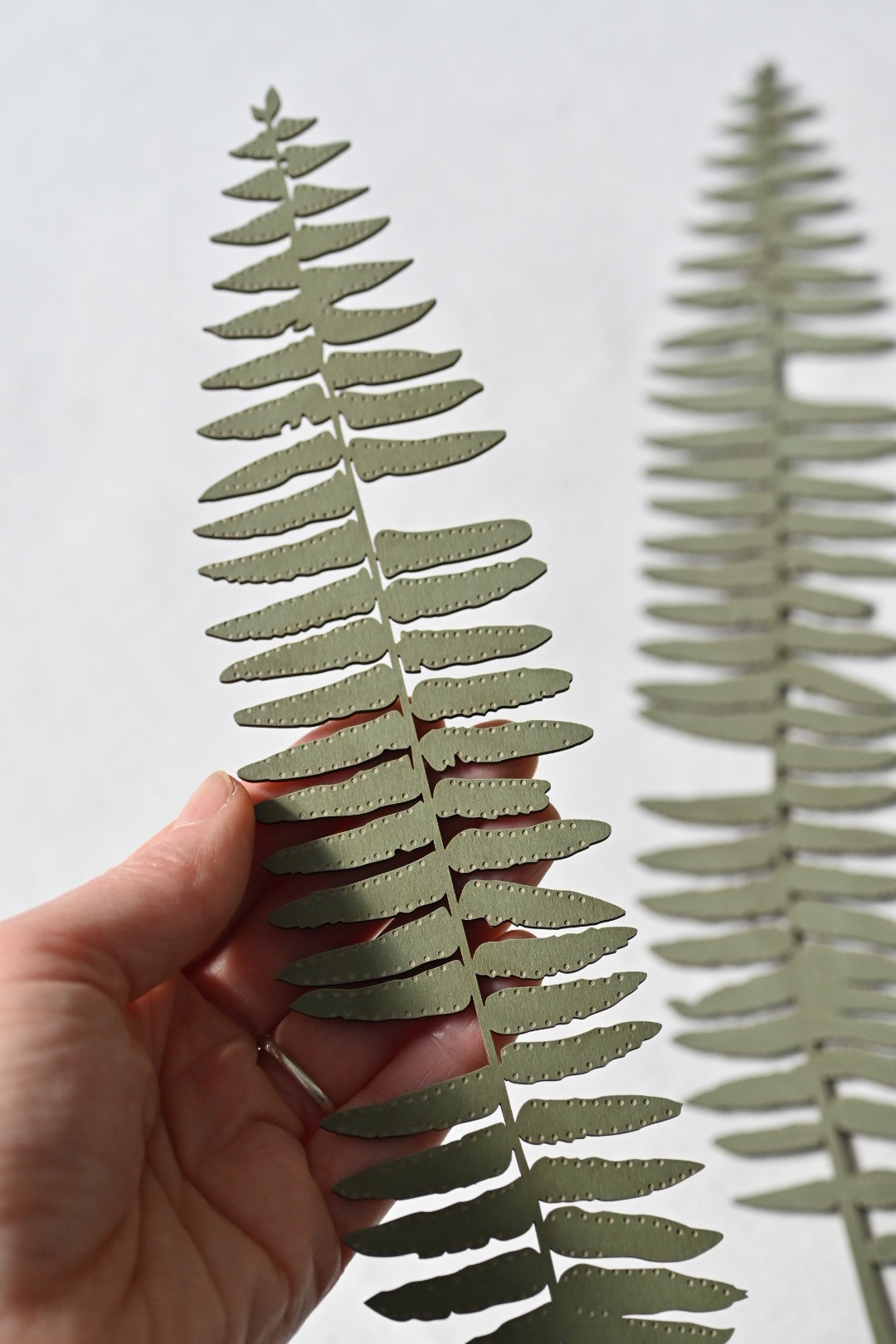 Hanging Fern