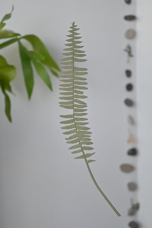 Hanging Sword Fern
