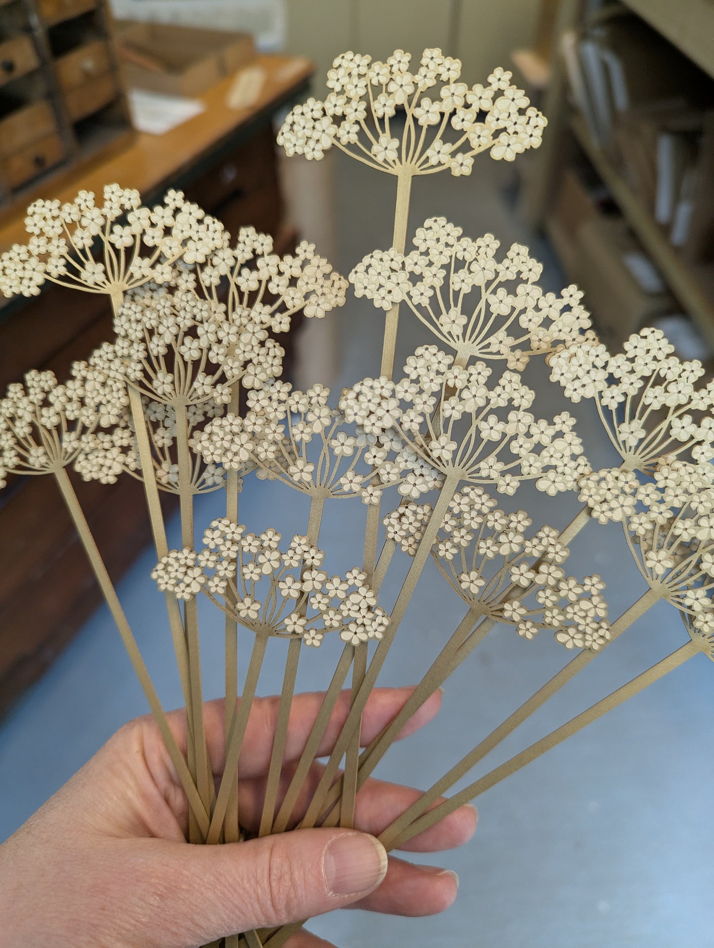 pick 'n' mix golden cow parsley