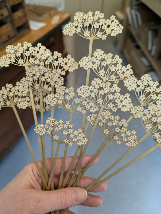 pick 'n' mix golden cow parsley
