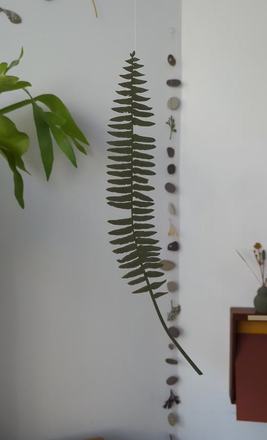 Hanging Sword Fern