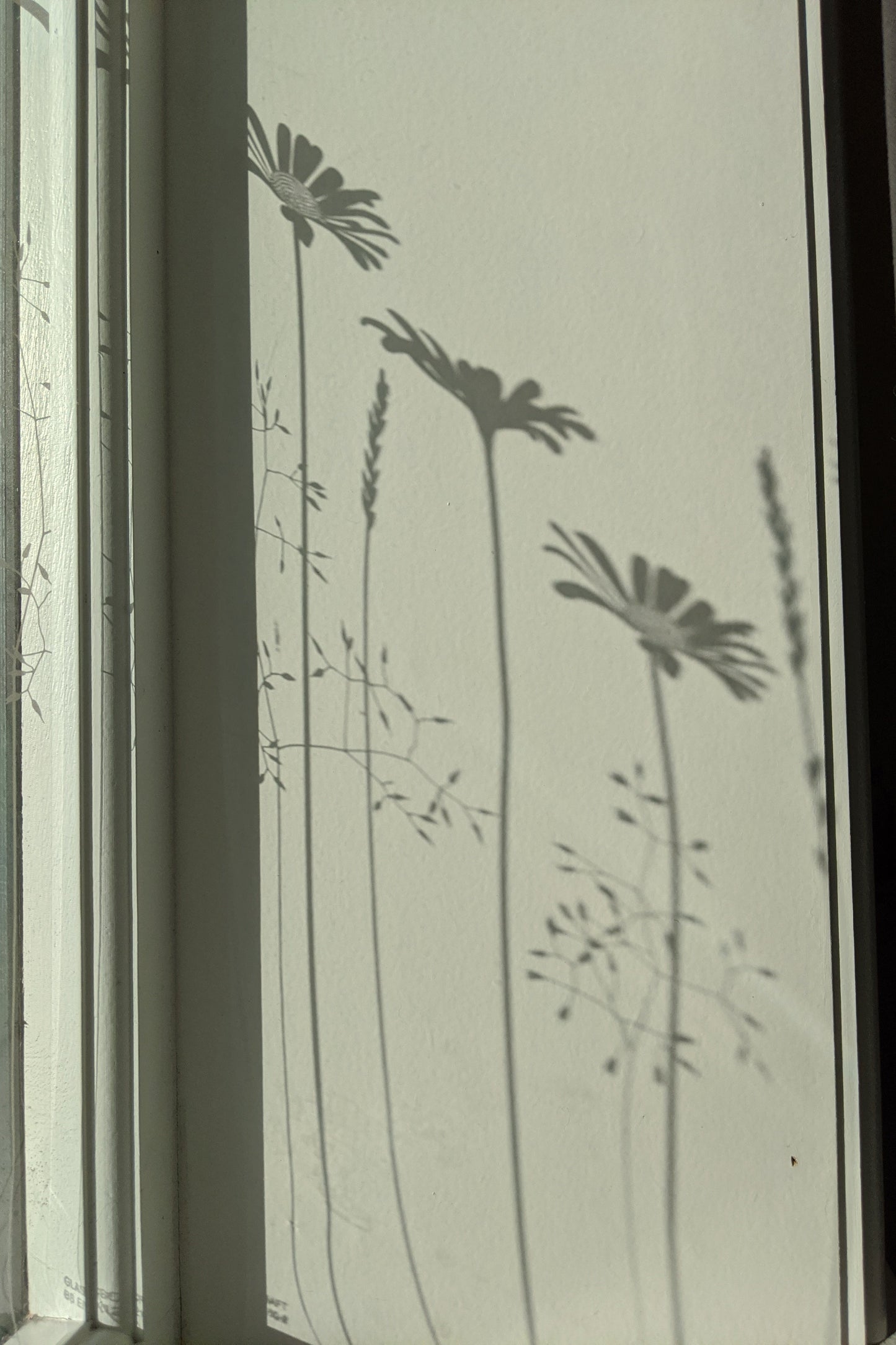 Daisy Meadow's Edge Window Film