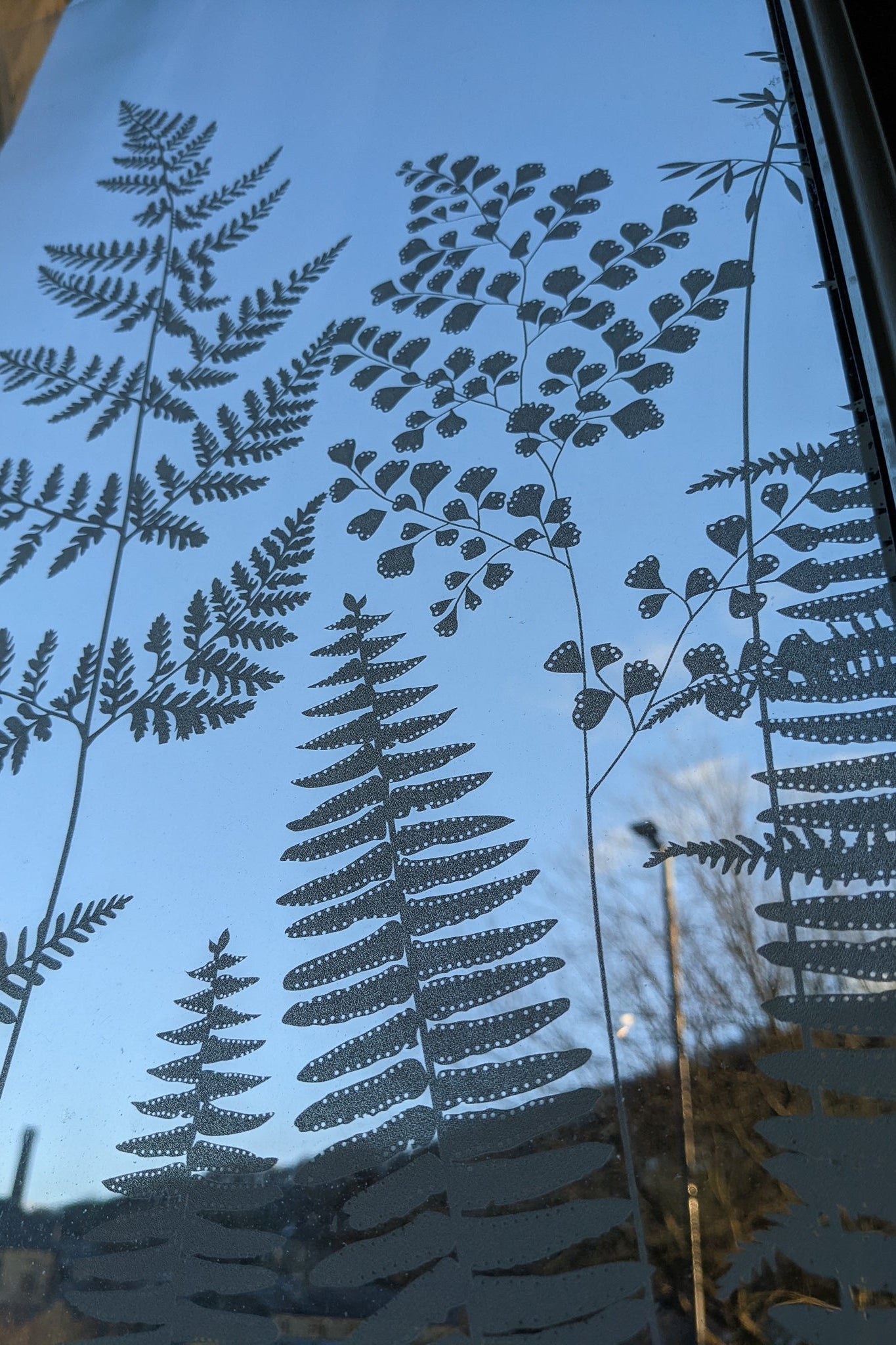 Fern window film