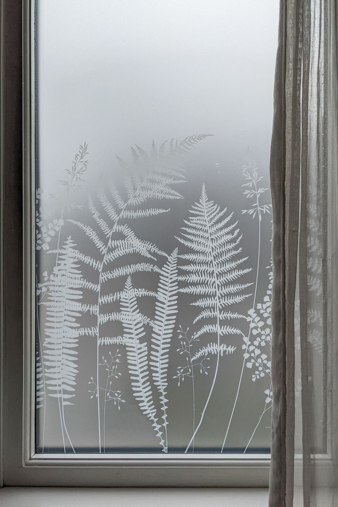 Fern window film – Hannah Nunn