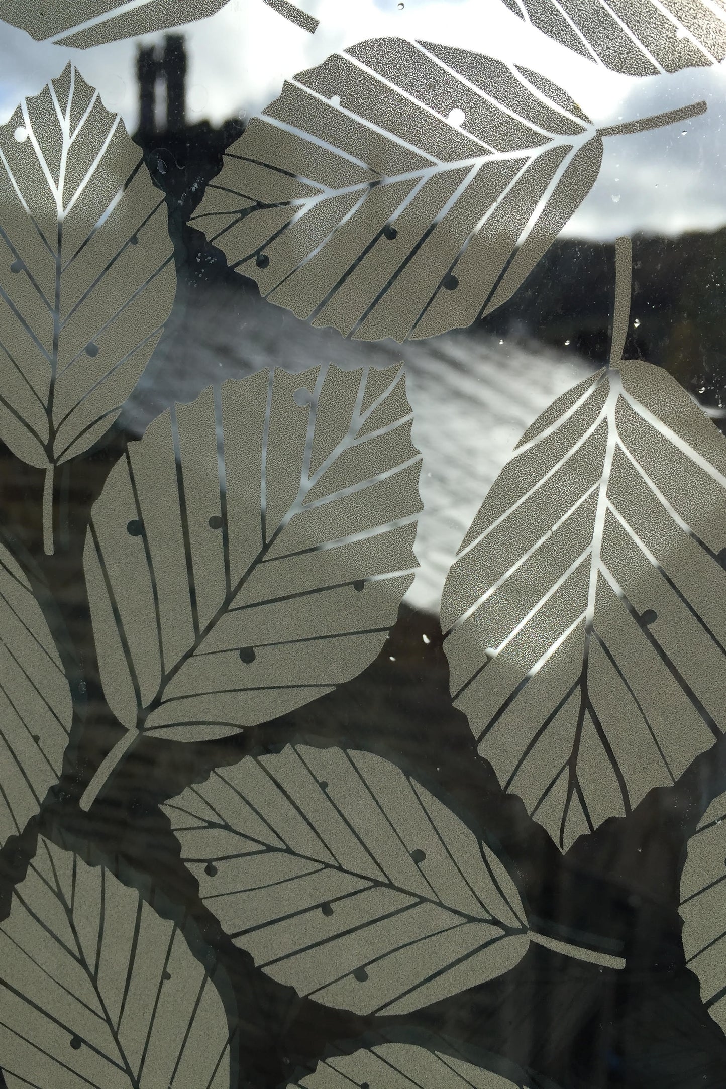 Beech Leaves Window Film